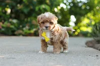 Brady, a male Cavapoo for sale in Dundee, OH – 8 of 9