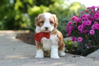 Baxter, a male Cavapoo for sale in Dundee, OH – 1 of 7