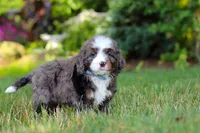 Whyatt, a male Miniature Bernedoodle for sale in Dundee, OH – 7 of 9