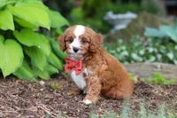 Champ, a male Cavapoo for sale in Dundee, OH – 7 of 8