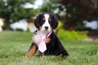 Zara, a female Bernese Mountain Dog for sale in Dundee, OH – 10 of 10