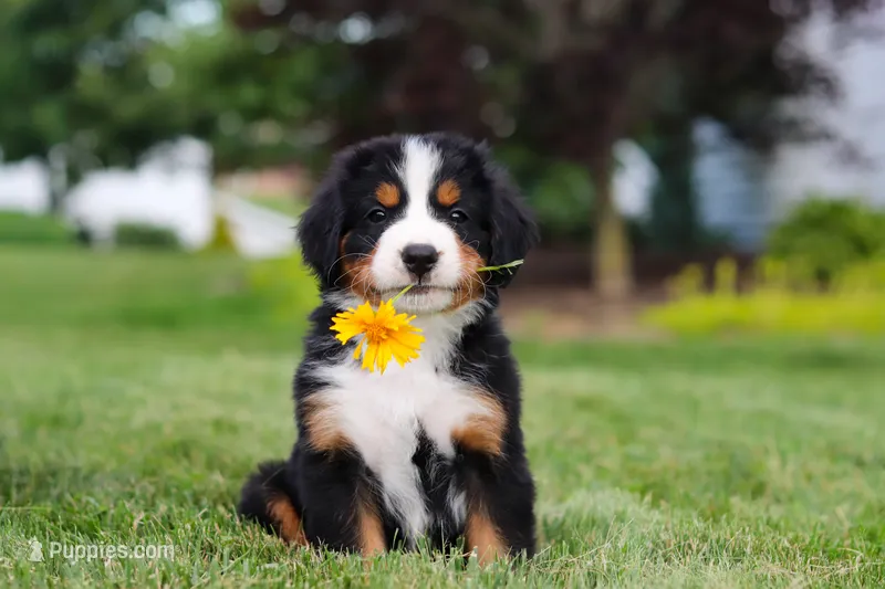 Victor – Bernese Mountain Dog puppy for sale in Dundee, OH