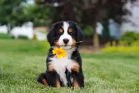 Victor, a male Bernese Mountain Dog for sale in Dundee, OH – 1 of 10
