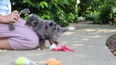 Bear, a male Miniature Bernedoodle for sale in Dundee, OH – 7 of 7