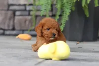Ace, a male Cavapoo for sale in Dundee, OH – 4 of 7