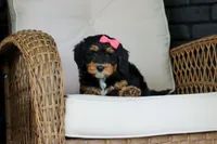 Nala, a female Miniature Bernedoodle for sale in Dundee, OH – 6 of 9