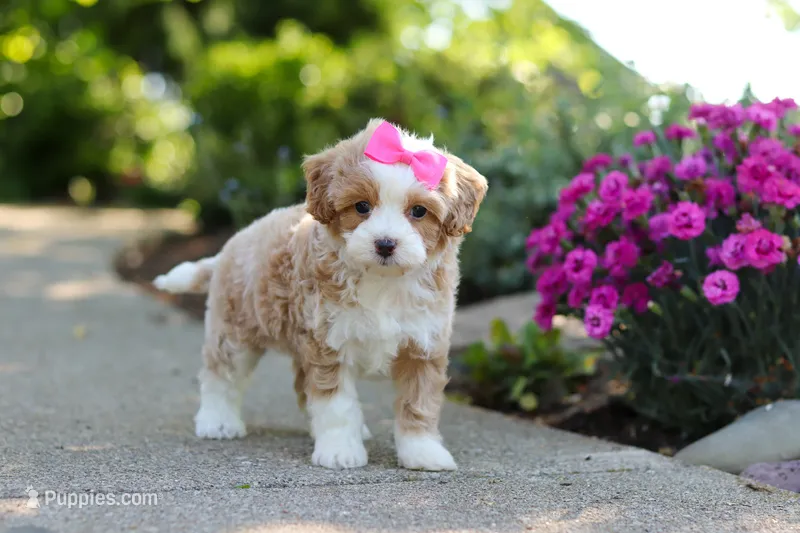 Haven – Cavapoo puppy for sale in Dundee, OH