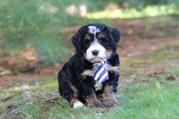 Ramirez, a male Miniature Bernedoodle for sale in Dundee, OH – Photo 6 of 9
