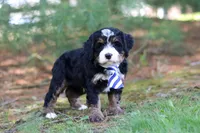 Ramirez, a male Miniature Bernedoodle for sale in Dundee, OH – Photo 8 of 9