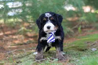 Ramirez, a male Miniature Bernedoodle for sale in Dundee, OH – Photo 9 of 9