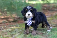 Ramirez, a male Miniature Bernedoodle for sale in Dundee, OH – Photo 4 of 9