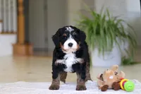 Ramirez, a male Miniature Bernedoodle for sale in Dundee, OH – Photo 2 of 9