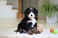 Ramirez, a male Miniature Bernedoodle for sale in Dundee, OH – Photo 3 of 9