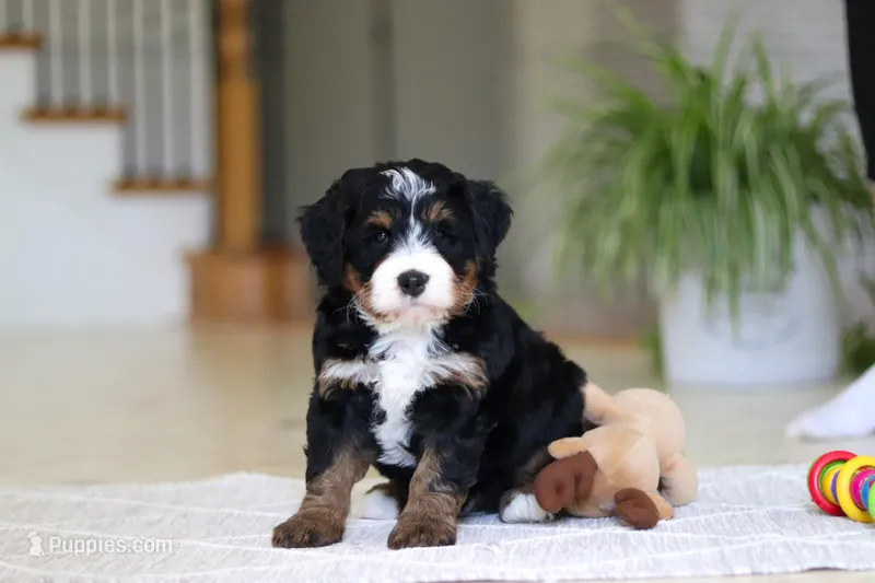 Ramirez – Miniature Bernedoodle puppy for sale in Dundee, OH