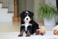 Ramirez, a male Miniature Bernedoodle for sale in Dundee, OH – Photo 1 of 9
