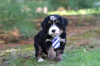Ramirez, a male Miniature Bernedoodle for sale in Dundee, OH – Photo 7 of 9