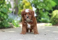 Theo, a male Cavapoo for sale in Dundee, OH – 4 of 9