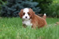 Maverick, a male Cavapoo for sale in Dundee, OH – 5 of 10