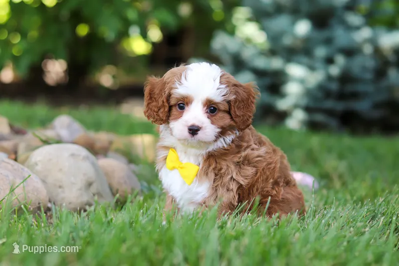 Oscar – Cavapoo puppy for sale in Dundee, OH