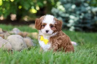 Oscar, a male Cavapoo for sale in Dundee, OH – 1 of 10