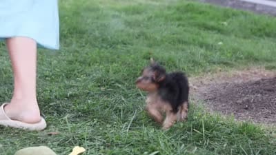 Tucker, a male Yorkipoo for sale in Dundee, OH – 10 of 10