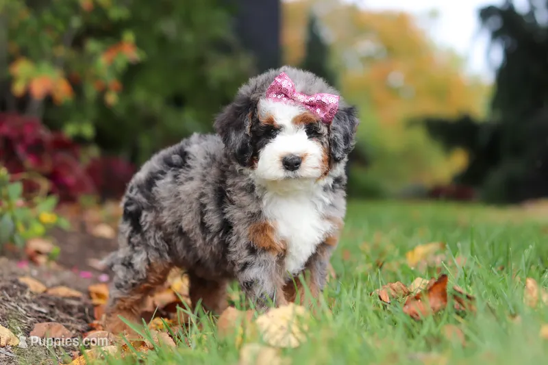 Zendaya – Miniature Bernedoodle puppy for sale in Dundee, OH