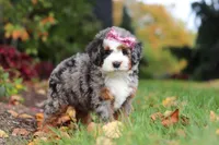 Zendaya, a female Miniature Bernedoodle for sale in Dundee, OH – 1 of 6