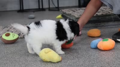 Hunter, a male Cavapoo for sale in Dundee, OH – 8 of 8