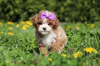 Bella Rae, a female Cavapoo for sale in Dundee, OH – Photo 6 of 9
