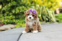 Bella Rae, a female Cavapoo for sale in Dundee, OH – Photo 4 of 9