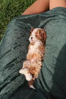 Bella Rae, a female Cavapoo for sale in Dundee, OH – Photo 3 of 9