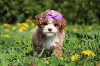 Bella Rae, a female Cavapoo for sale in Dundee, OH – Photo 8 of 9