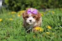 Bella Rae, a female Cavapoo for sale in Dundee, OH – Photo 9 of 9
