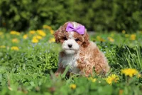 Bella Rae, a female Cavapoo for sale in Dundee, OH – Photo 7 of 9