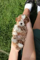 Bella Rae, a female Cavapoo for sale in Dundee, OH – Photo 2 of 9