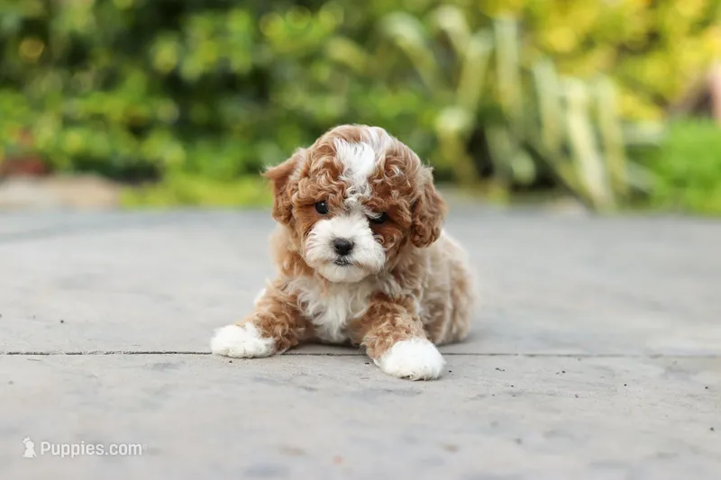 Bella Rae – Cavapoo puppy for sale in Dundee, OH