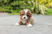 Bella Rae, a female Cavapoo for sale in Dundee, OH – Photo 1 of 9
