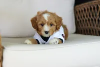 Mason, a male Cavapoo for sale in Dundee, OH – 2 of 7