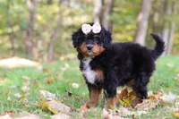 Dolly, a female Miniature Bernedoodle for sale in Dundee, OH – 6 of 10
