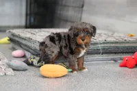 Kylie, a female Cavapoo for sale in Dundee, OH – 3 of 8