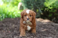 Theo, a male Cavapoo for sale in Dundee, OH – 3 of 9