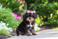 Millie, a female Cavapoo for sale in Dundee, OH – 7 of 10