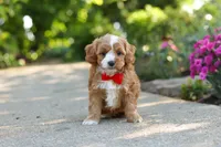 Harley, a male Cavapoo for sale in Dundee, OH – 7 of 8
