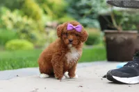 Sunshine, a female Cavapoo for sale in Dundee, OH – 5 of 6
