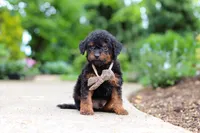 Ash, a male Cavapoo for sale in Dundee, OH – 1 of 5