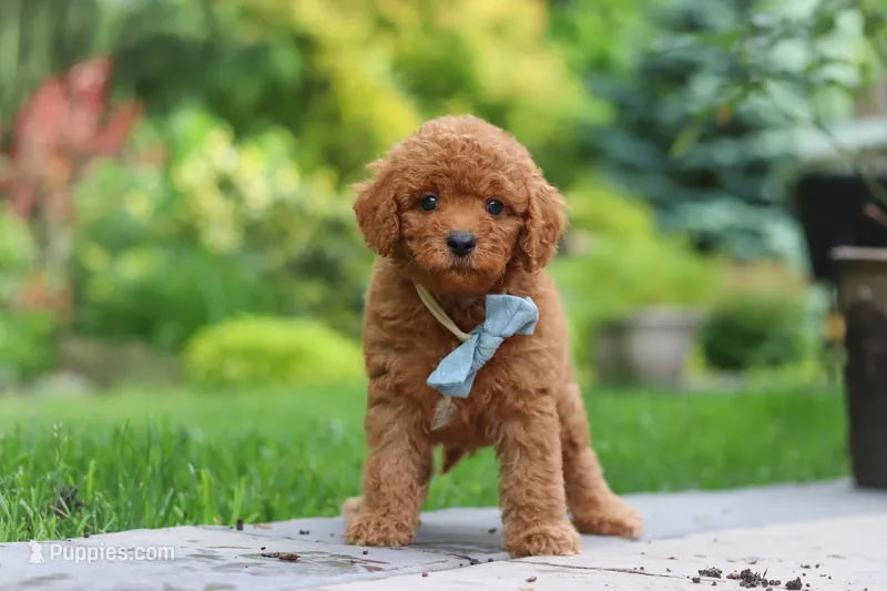 Tucker – Cavapoo puppy for sale in Dundee, OH