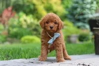 Tucker, a male Cavapoo for sale in Dundee, OH – 1 of 6