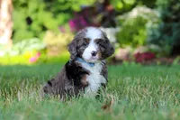 Whyatt, a male Miniature Bernedoodle for sale in Dundee, OH – 5 of 9