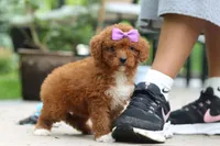 Sunshine, a female Cavapoo for sale in Dundee, OH – 2 of 6