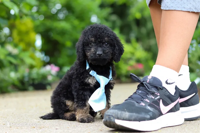 Cooper – Cavapoo puppy for sale in Dundee, OH